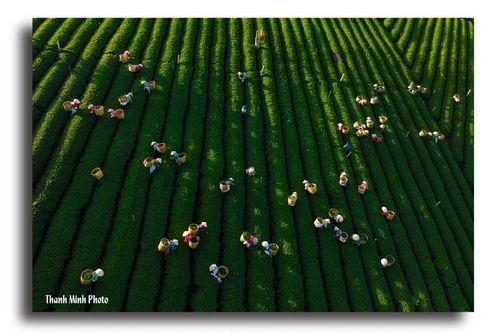 Bộ ảnh về chè Lâm Đồng đoạt giải Cuộc thi ảnh Nông thôn mới giai đoạn 2010 - 2020