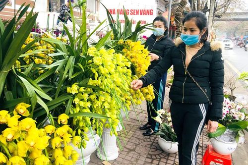 Nhộn nhịp thị trường hoa, cây cảnh dịp Tết