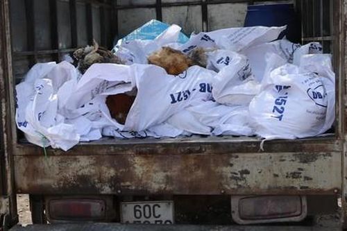 Phát hiện xe tải vận chuyển gần 400kg gà chết