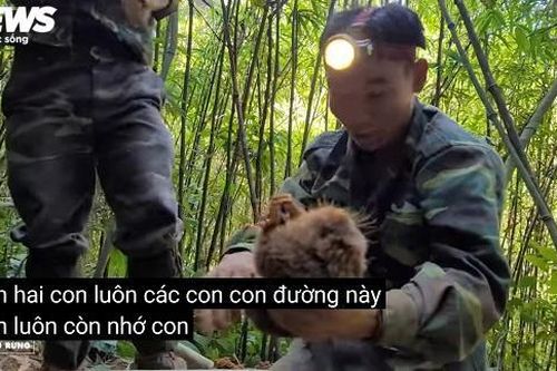 Quay clip săn bắt dúi tự nhiên: Kiểm lâm xác định được địa chỉ nhóm Thợ rừng