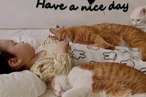 Ngộ nghĩnh 5 con mèo ngủ say quanh cô chủ 2 tuổi