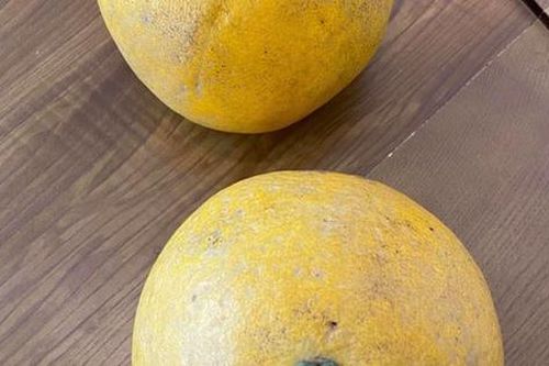 Bưởi Diễn mua về làm thêm bước này, bưởi vàng ươm, dù trời nóng hay nồm ẩm vẫn để được cả 2 tháng