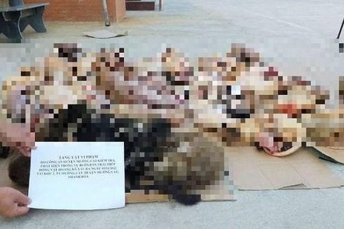 Phát hiện 2 tạ động vật hoang dã tại một nhà hàng ở Thanh Hóa