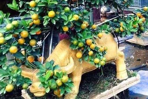 Rước Trâu Vàng 'cõng' quất tài lộc về nhà