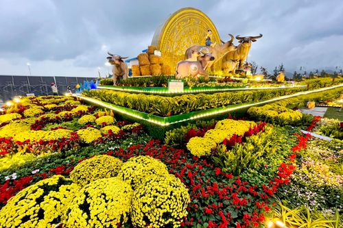 'Gia đình trâu sum vầy, hạnh phúc' ở phố biển Quy Nhơn