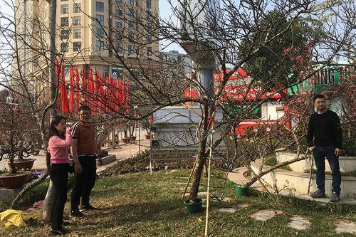 Bảo vệ đào rừng tự nhiên, khuyến khích mua, bán đào trồng