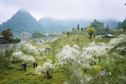 Hoa mận nở trắng trời ở miền Tây Nghệ An chờ đón Tết