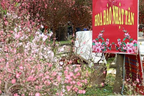 TPHCM: Hoa đào Thủ đô 'đổ bộ' thành phố