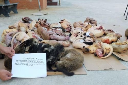 Thanh Hóa: Phá vụ tàng trữ hơn 200kg động vật hoang dã