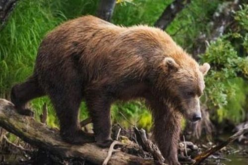 Gấu cái cũng soi 'cậu nhỏ', kén bạn tình