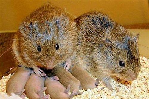 Những loài động vật 'yêu' lãng mạn nhất