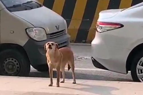 Chó ròng rã tới cửa phòng khám thú y sủa liên tục trong 3 tháng vì lý do này