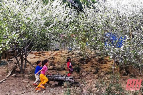 Hoa mận Miền Tây xứ Thanh đua nhau nở