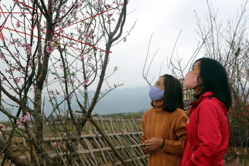 Tết không thể thiếu hoa đào