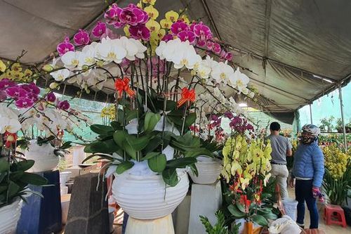 Sắc xuân trên thủ phủ rau