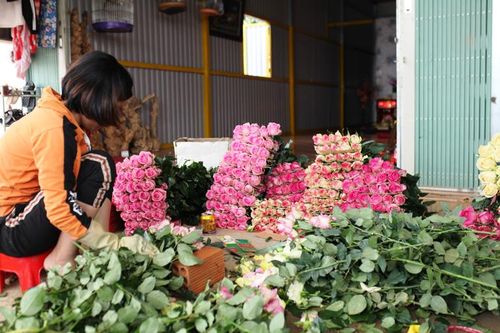 Hoa hồng Lạc Dương ổn định thị trường tiêu thụ