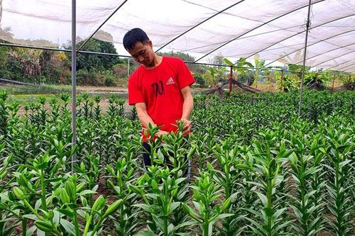 Trồng hoa Tết, người mừng - kẻ lo