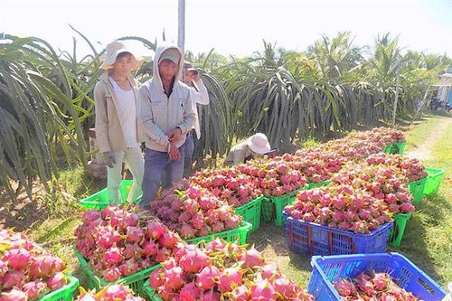Xuất khẩu rau quả tháng 1 giảm mạnh do ảnh hưởng của dịch Covid-19