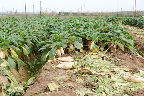 Nông sản ùn ứ vì dịch Covid-19: Giải pháp nào khắc phục?