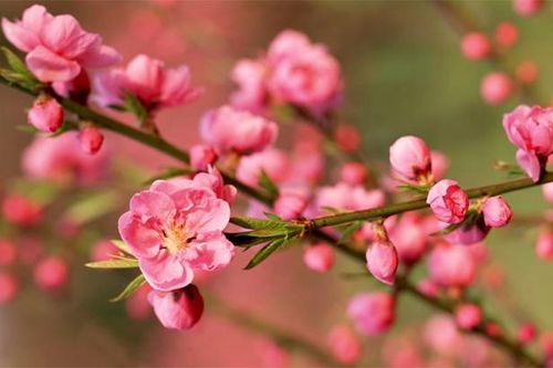 6 loại hoa nên đặt trên bàn thờ ngày Tết để thu hút tài lộc