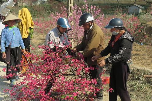 Lạng Sơn: Người trồng đào thất thu vì hoa nở sớm