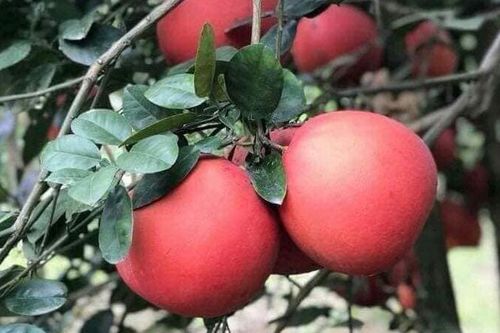 'Bưởi tiến vua' Luận Văn vào vụ tết
