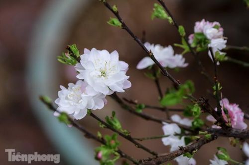 Nhất chi mai khoe sắc xuống phố hút khách dịp Tết Nguyên đán