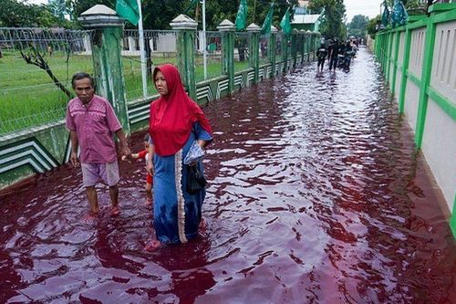 Indonesia: 'Dòng lũ máu' nhấn chìm một ngôi làng