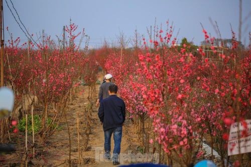 Đào bung nở, làng Nhật Tân nghẽn lối vào ngày cận Tết