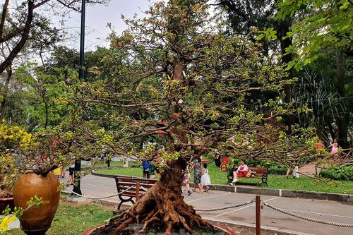 Mai vàng cổ thụ giá hàng trăm triệu đồng ở Sài Gòn