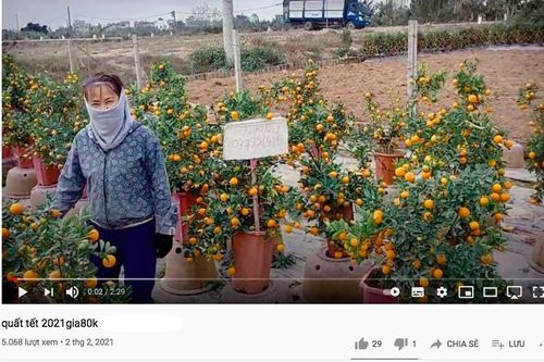 Tiểu thương đua nhau livestream rao bán cây lạ, hoa đẹp