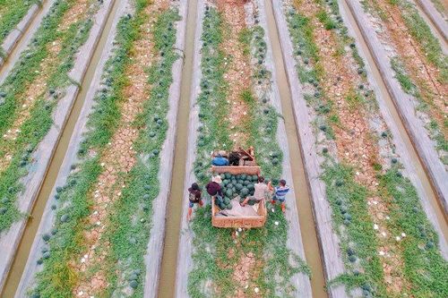 Ruộng dưa hấu lớn nhất miền Tây trước ngày thu hoạch: Người dân mất 5 tháng chuẩn bị cho vụ dưa hoành tráng, thức trắng một tuần liền nhưng chỉ mong 'lấy công làm lời'