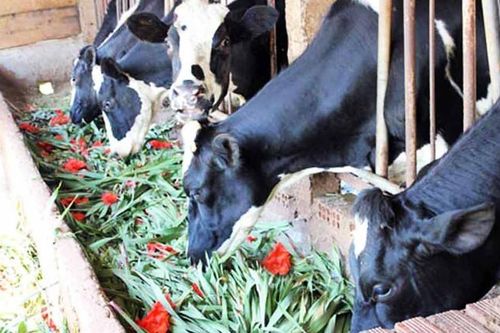 Dưa hấu đổ đống ế đầy đồng, hoa lay ơn về cho bò ăn