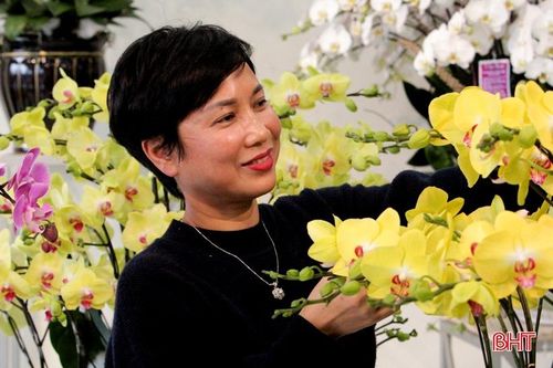 Hoa lan đa dạng phân khúc giá, 'chiều lòng' mọi khách hàng