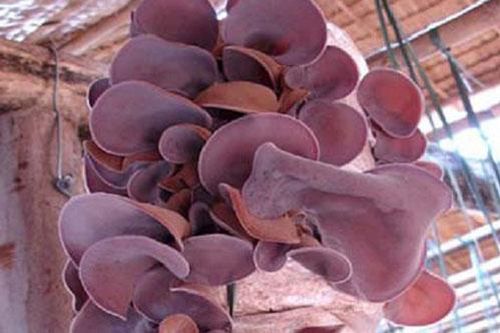 Cách trồng mộc nhĩ đơn giản ngay tại nhà