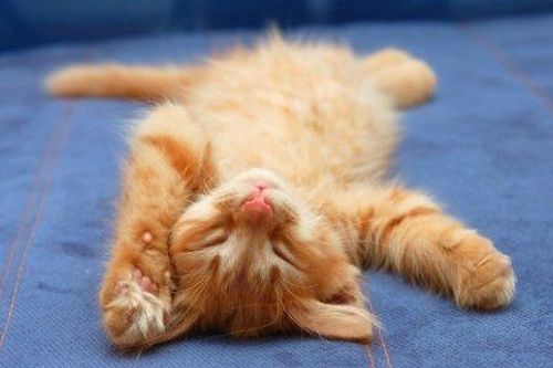 Thế giới sẽ ra sao nếu mèo biến mất?