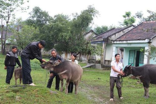Tết năm Sửu, thăm những người dân nuôi trâu ở đất võ Bình Định