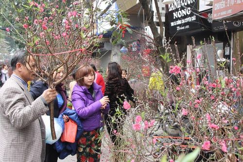 Kinh nghiệm để chọn và chăm sóc hoa đào ngày Tết