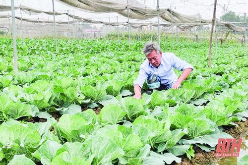 Dồi dào nông sản sạch phục vụ thị trường tết