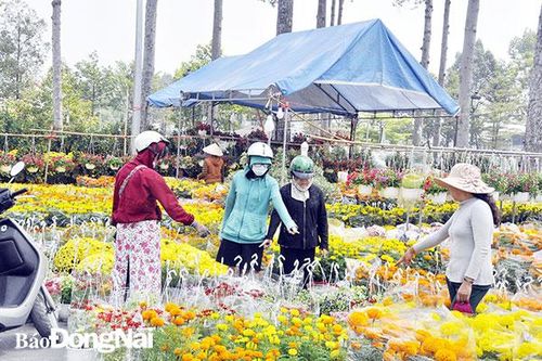 Hồi hộp chờ... bán hoa Tết