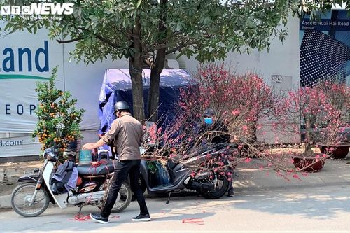 Người Hà Nội chuộng mua đào dáng huyền chơi Tết