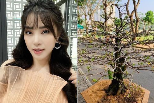 Diễn viên Thành Đạt bị trộm cây mai giá 50 triệu đồng