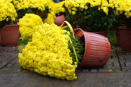 Hoa Tết ngã đổ, rụng lá vì mưa trái mùa ở TP.HCM