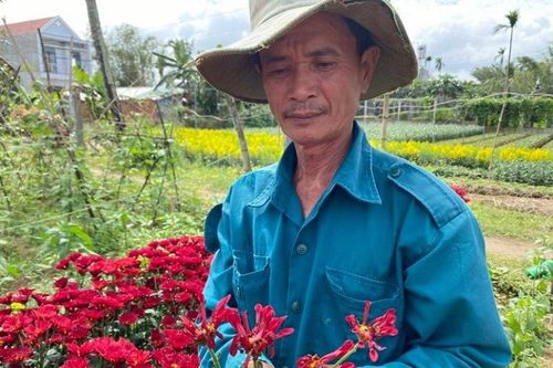 Quảng Ngãi: Sát Tết, kẻ gian rắc muối phá 2 sào hoa