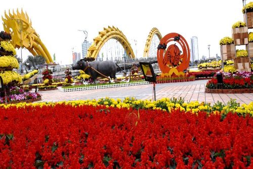 Ấm áp đường hoa xuân Đà Nẵng