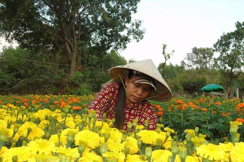 Ngập tràn sắc hoa xuân Đông Nam bộ
