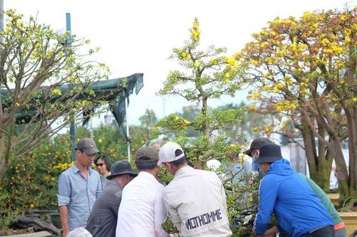 Mưu sinh ở chợ hoa Đà Nẵng ngày giáp Tết