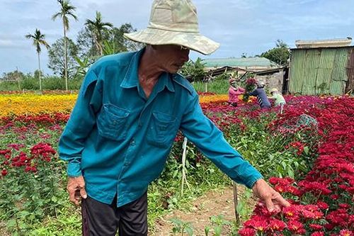 Liên tục xảy ra các vụ phá hoại vườn hoa bán Tết ở Quảng Ngãi