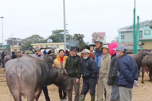 Chợ trâu cuối năm: Sàn giao dịch sôi động