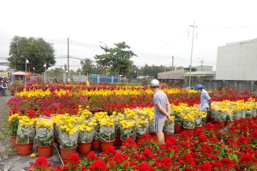 Làng hoa Tết đìu hiu, bán rẻ như cho vẫn ế ẩm